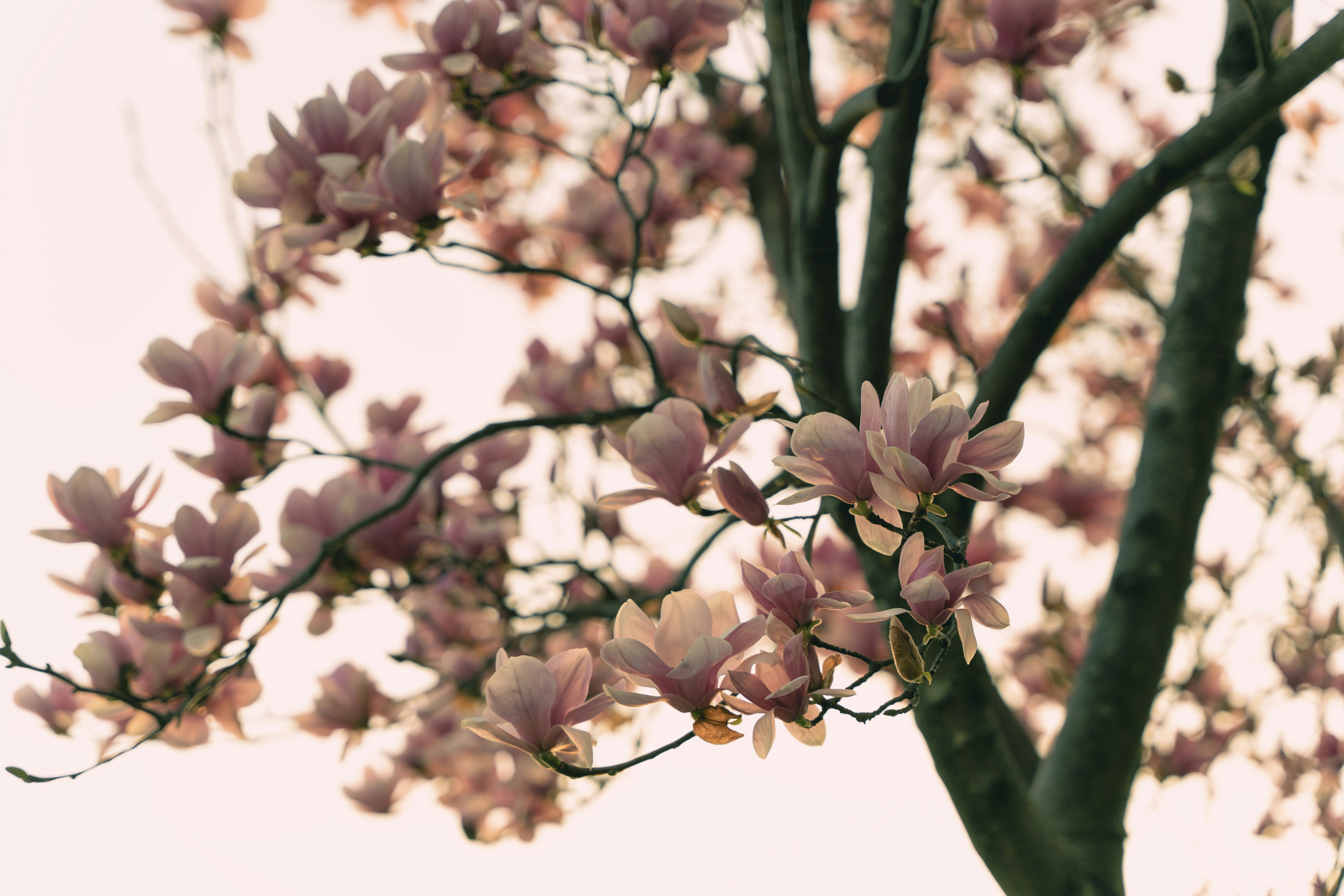 Kirschblüten